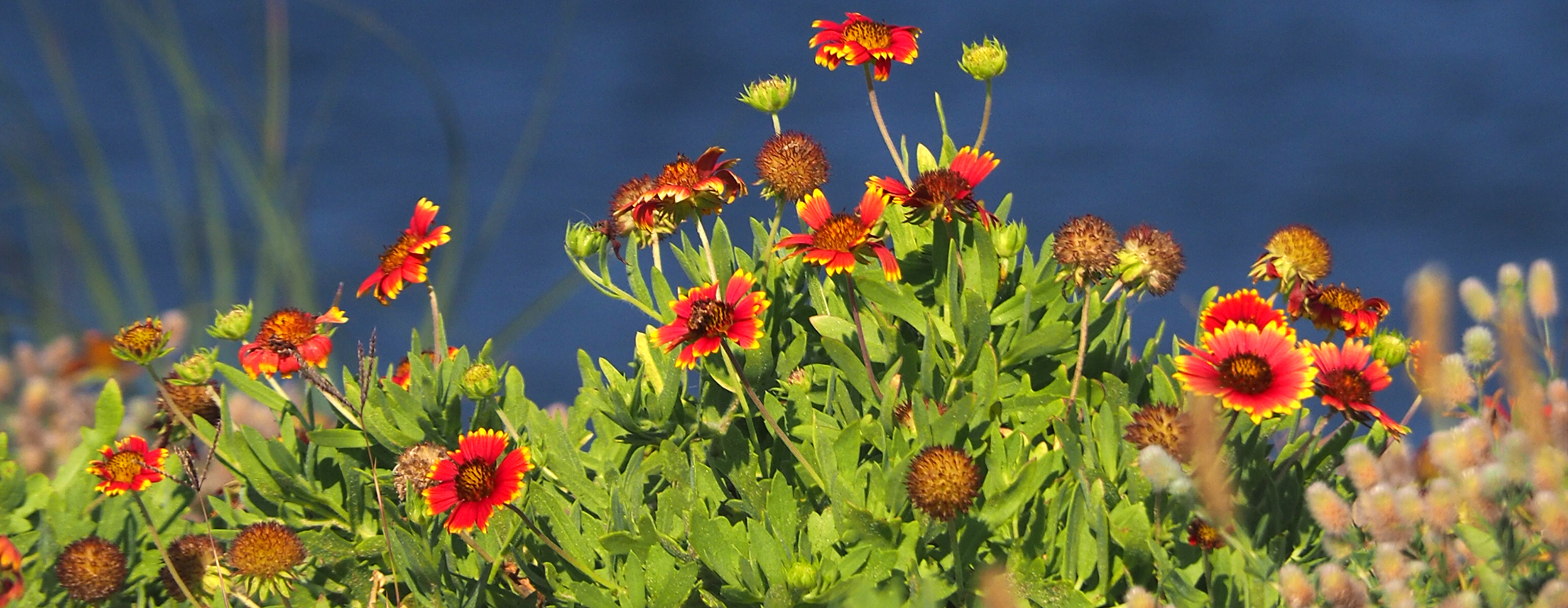 image: seacoast plant life.