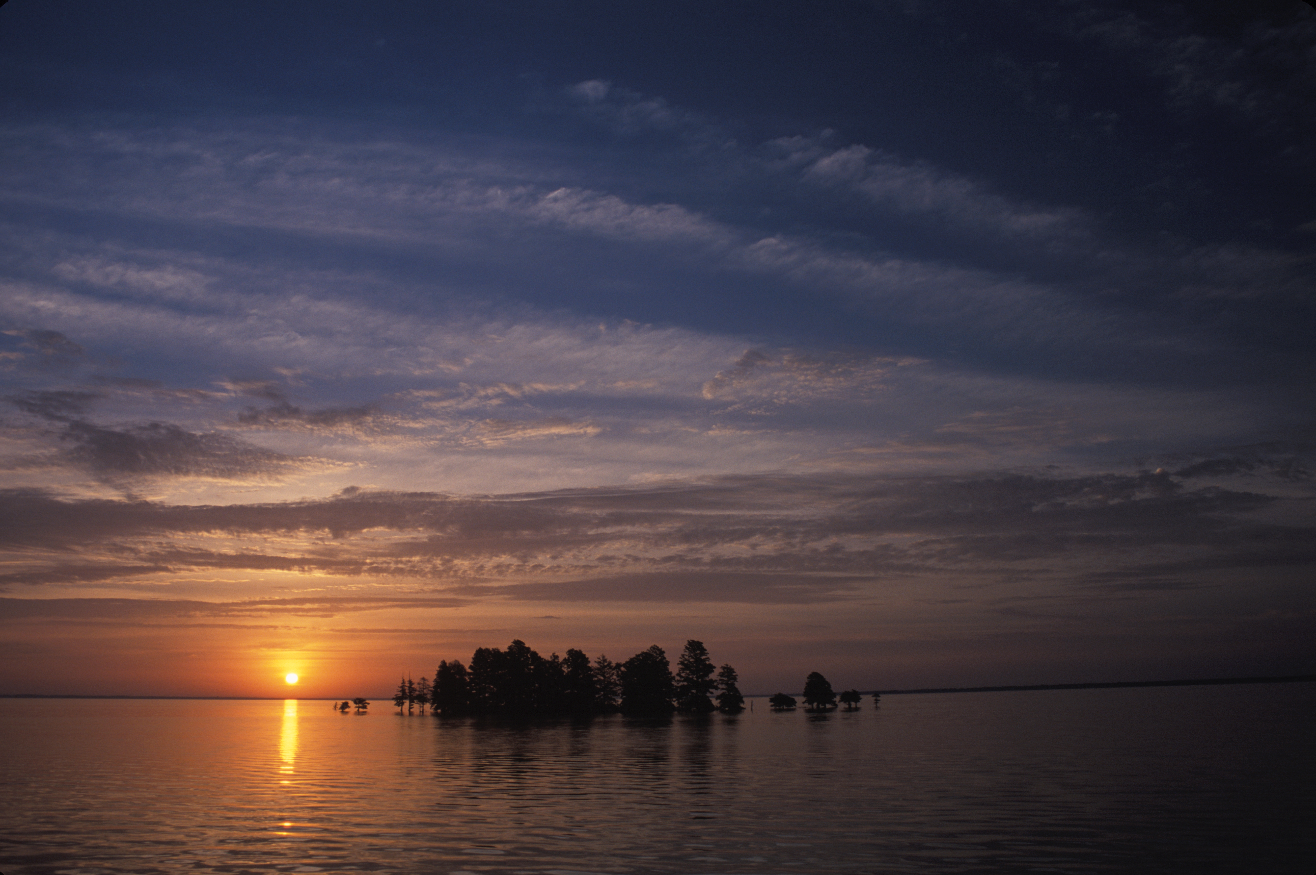 image: bald cypresses.