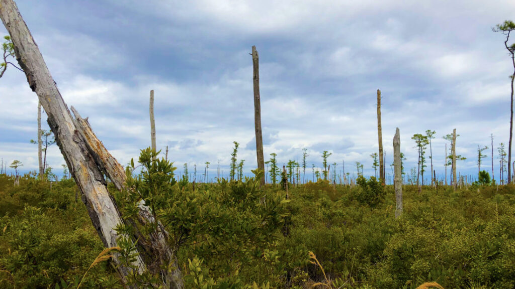 image: Ghost forest.